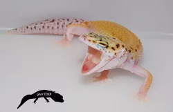 Gekončík noční (Eublepharis macularius)
