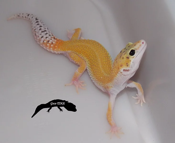 Gekončík noční (Eublepharis macularius)