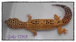 Gekončík noční (Eublepharis macularius)