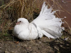 Anglické páviky zahradní