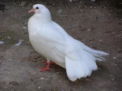 Anglické páviky zahradní