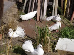 Anglické páviky zahradní