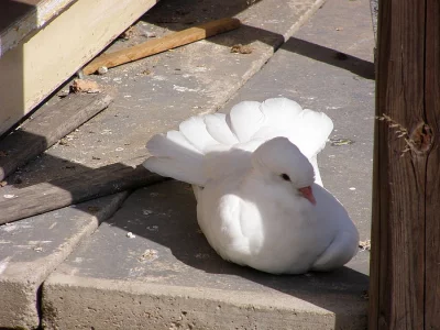 Anglické páviky zahradní