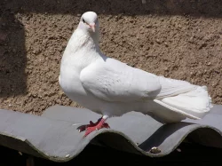 Anglické páviky zahradní