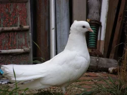 Anglické páviky zahradní