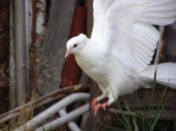 Anglické páviky zahradní