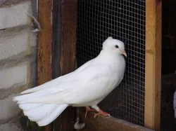 Anglické páviky zahradní