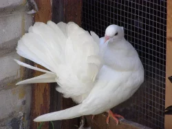 Anglické páviky zahradní