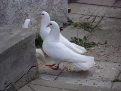 Anglické páviky zahradní