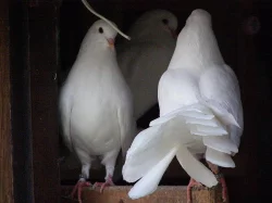 Anglické páviky zahradní