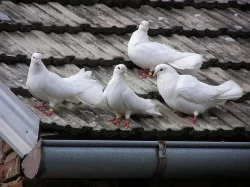 Anglické páviky zahradní