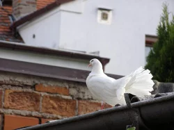 Anglické páviky zahradní