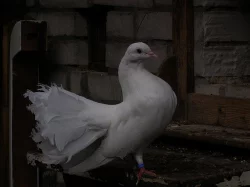 Anglické páviky zahradní