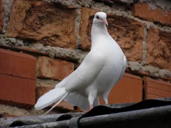 Anglické páviky zahradní