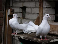 Anglické páviky zahradní