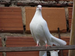 Anglické páviky zahradní