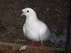 Anglické páviky zahradní