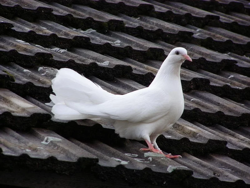 Anglické páviky zahradní