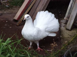 Anglické páviky zahradní