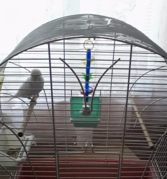 Prodám andulku s klecí