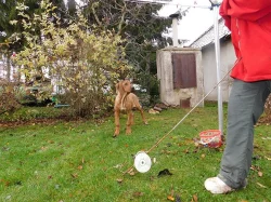 Rhodézský ridgeback