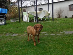 Rhodézský ridgeback