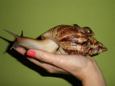 Achatina - Uherské Hradiště