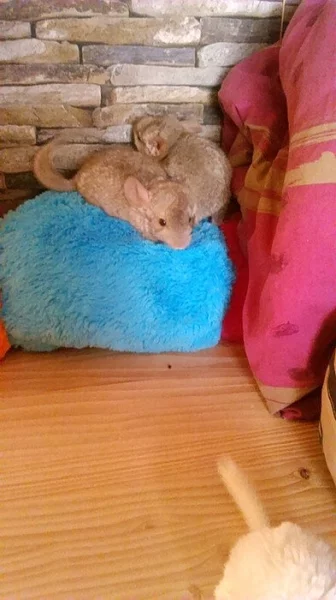 4 činčilky na prodej