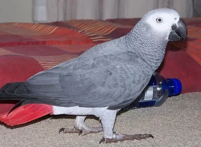 Žako