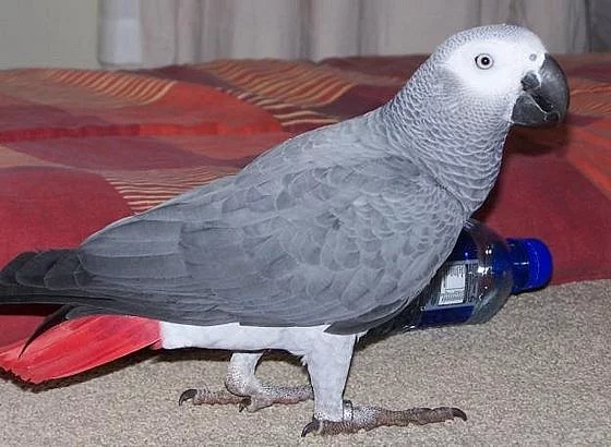 Žako