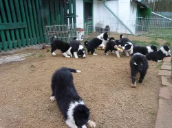 Prodám štěňátka Border kolie
