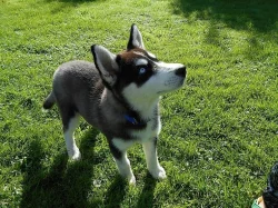 Čistokrevný Plné Rodokmen Sibiřský husky Štěňata
