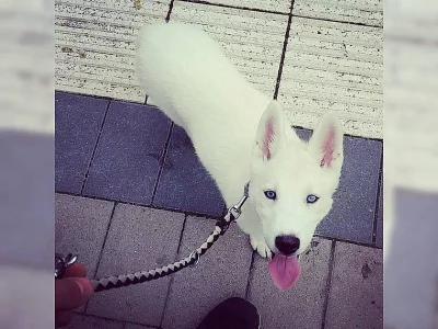 Čistokrevný Plné Rodokmen Sibiřský husky Štěňata