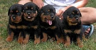 12 weeks old Rottweiler Puppies for Adoption
