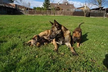 Belgický ovčák - Malinois