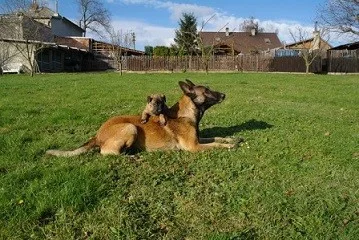 Belgický ovčák - Malinois