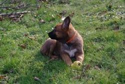 Belgický ovčák - Malinois