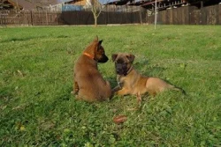 Belgický ovčák - Malinois