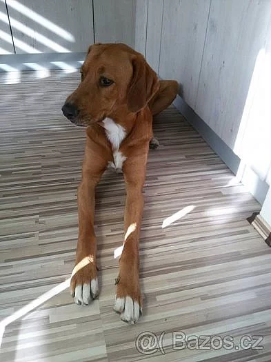 Watson hledá nový domov
