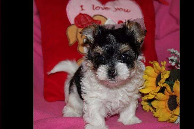 Biewer yorkshire terrier - fenečka s PP