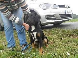 Mladý kříženec Aris hledá domov