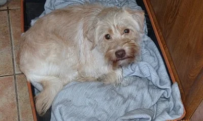 Křížený Ralfík (2 roky)