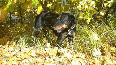 Daruji 3-letou fenku Beaucerona