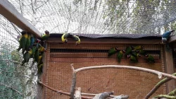 Prodám agapornis škraboškový a andulky