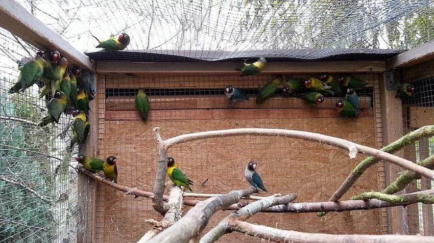 Prodám agapornis škraboškový a andulky