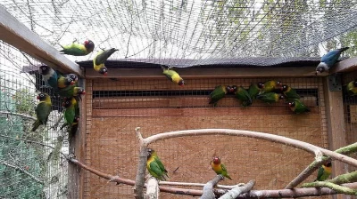 Prodám agapornis škraboškový a andulky