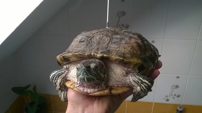 Daruji želvu nádhernou