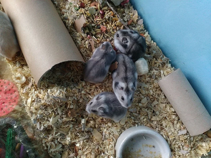 Křeček Džungarský