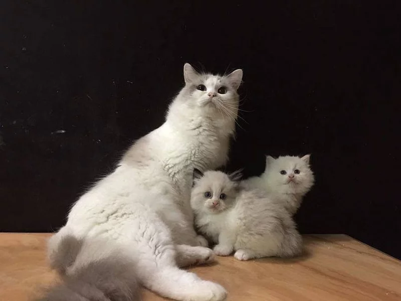 Ragdoll koťátka