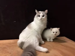 Ragdoll koťátka